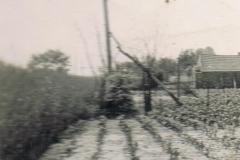 De-enige-keer-ooievaars-op-het-nest