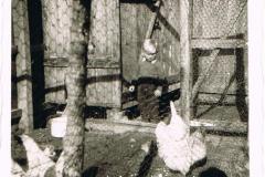Henk-bij-de-kippen-e-Exloermond-1944